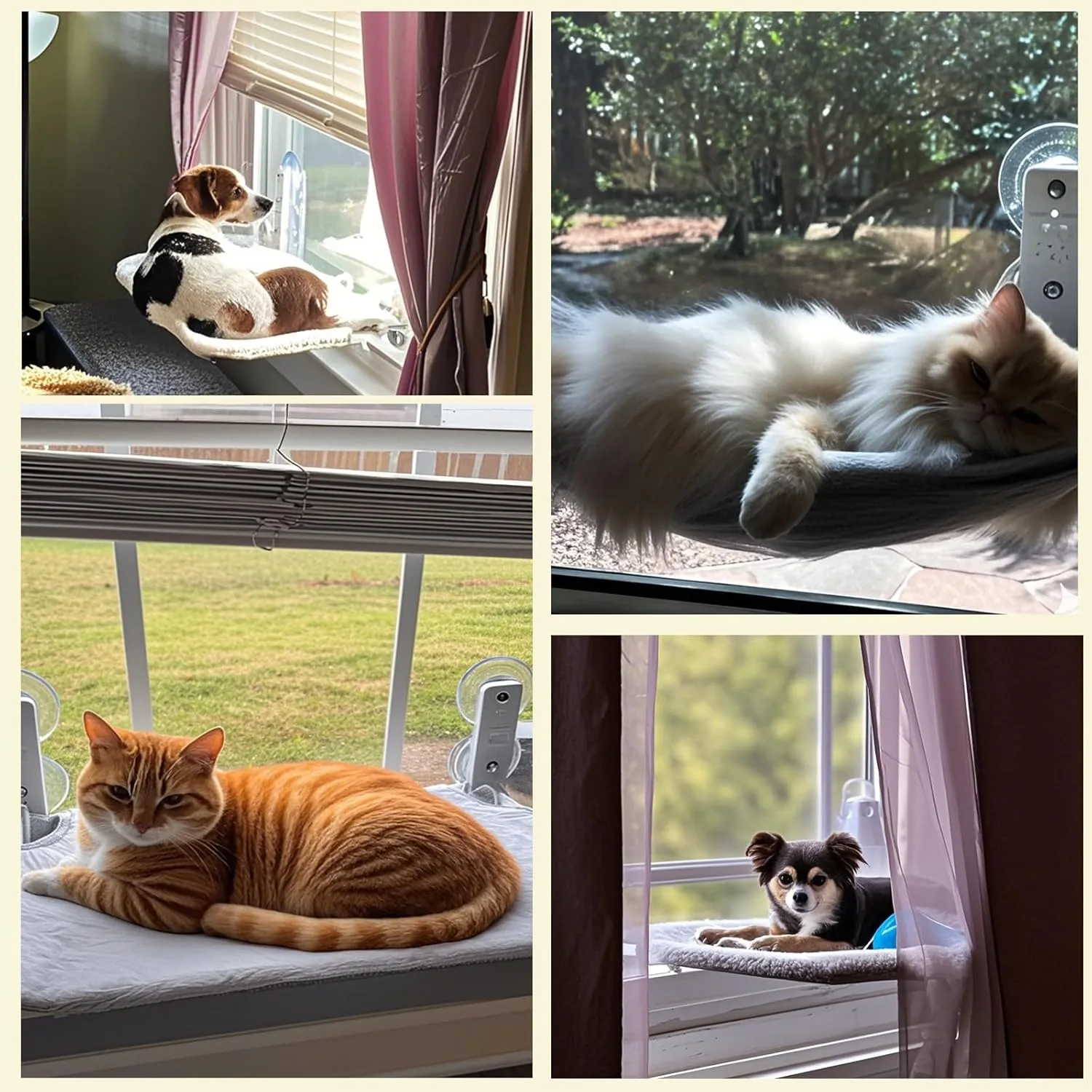 2PC Cat Window Perch, Cordless Foldable Cat Hammock for Indoor Cats with Upgraded Suction Cups Strong Metal Frame Holds Up to 44lbs (L 2PC)