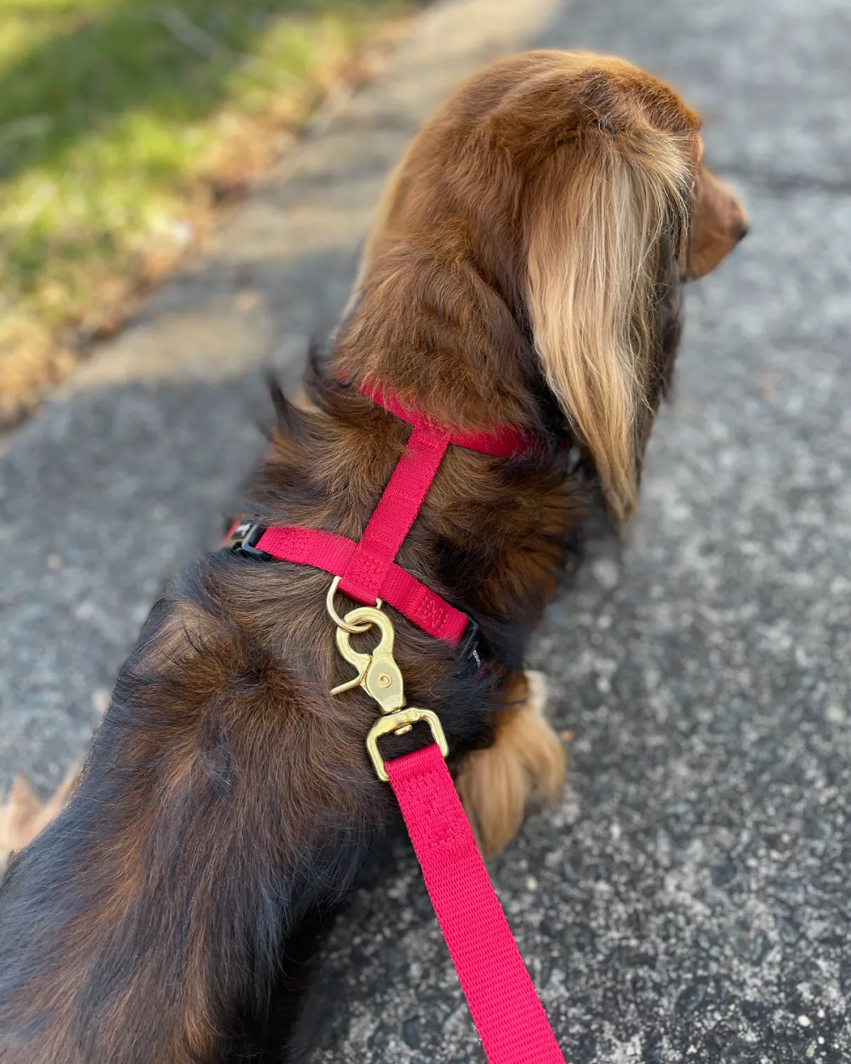 Adjustable Hands-Free Adventure Dog Leash - Crimson Red