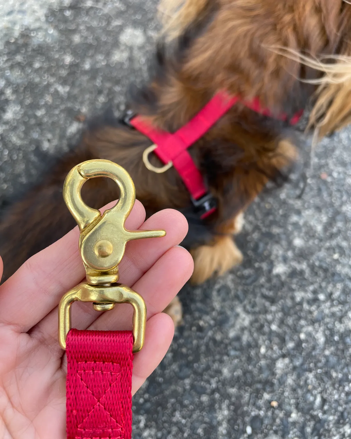 Adjustable Hands-Free Adventure Dog Leash - Crimson Red