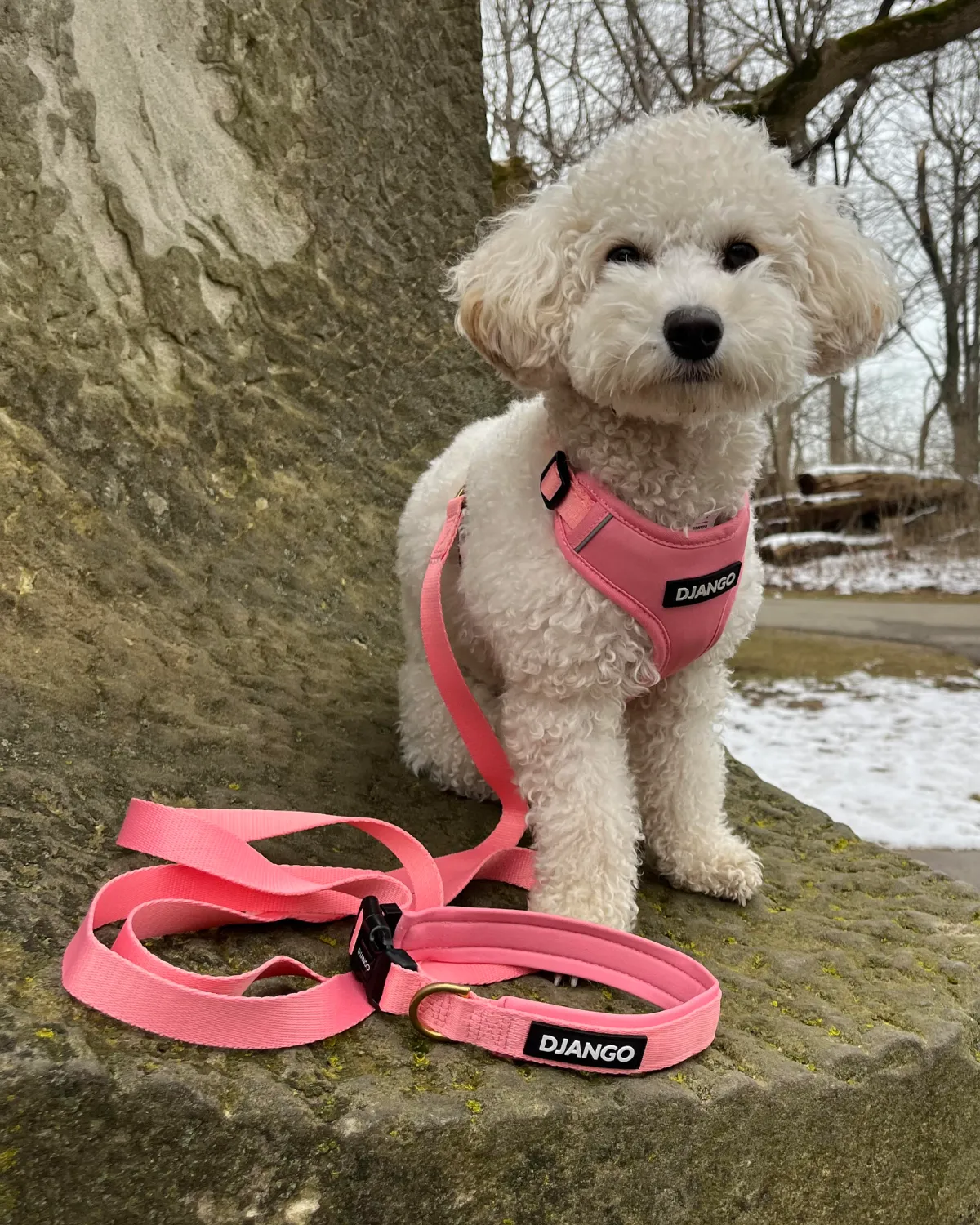 Adjustable Hands-Free Adventure Dog Leash - Quartz Pink