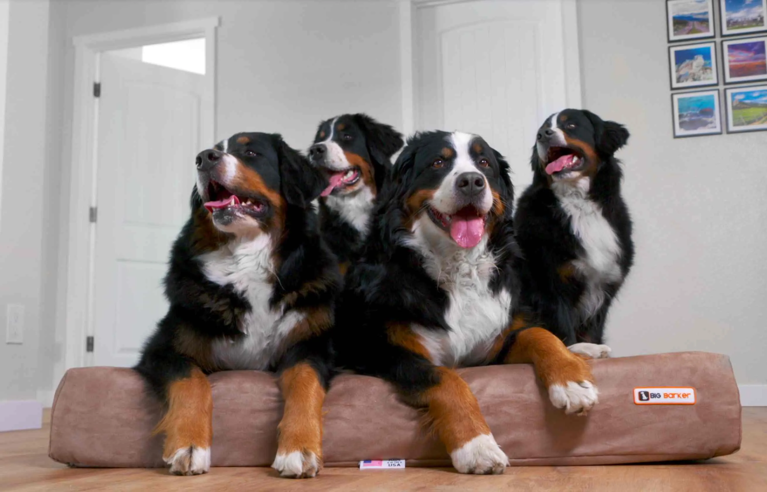 Big Barker Orthopedic Dog Bed