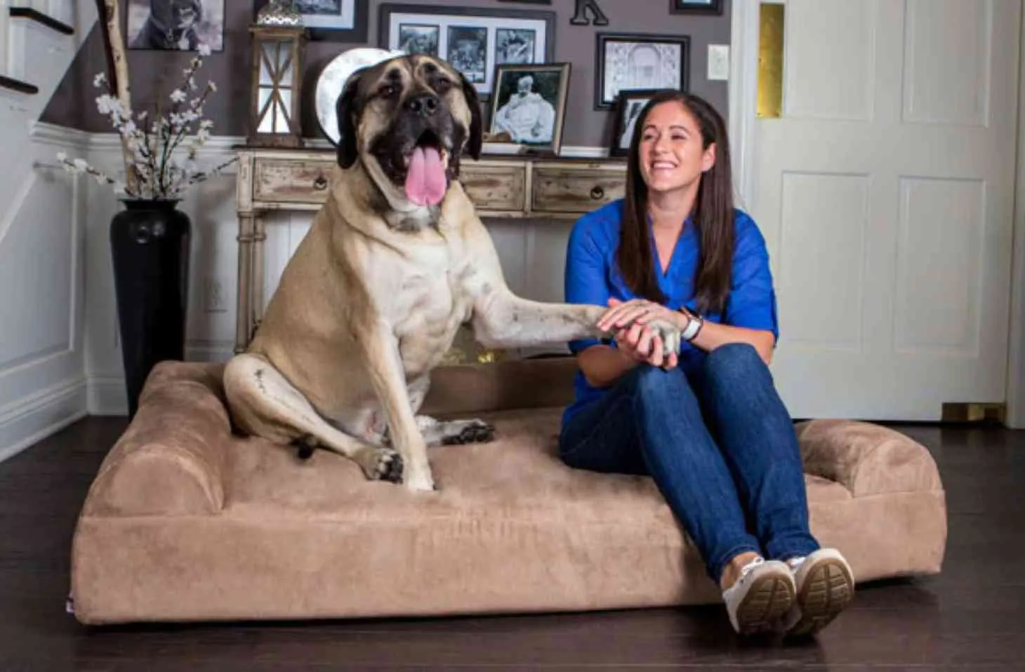 Big Barker Orthopedic Dog Bed