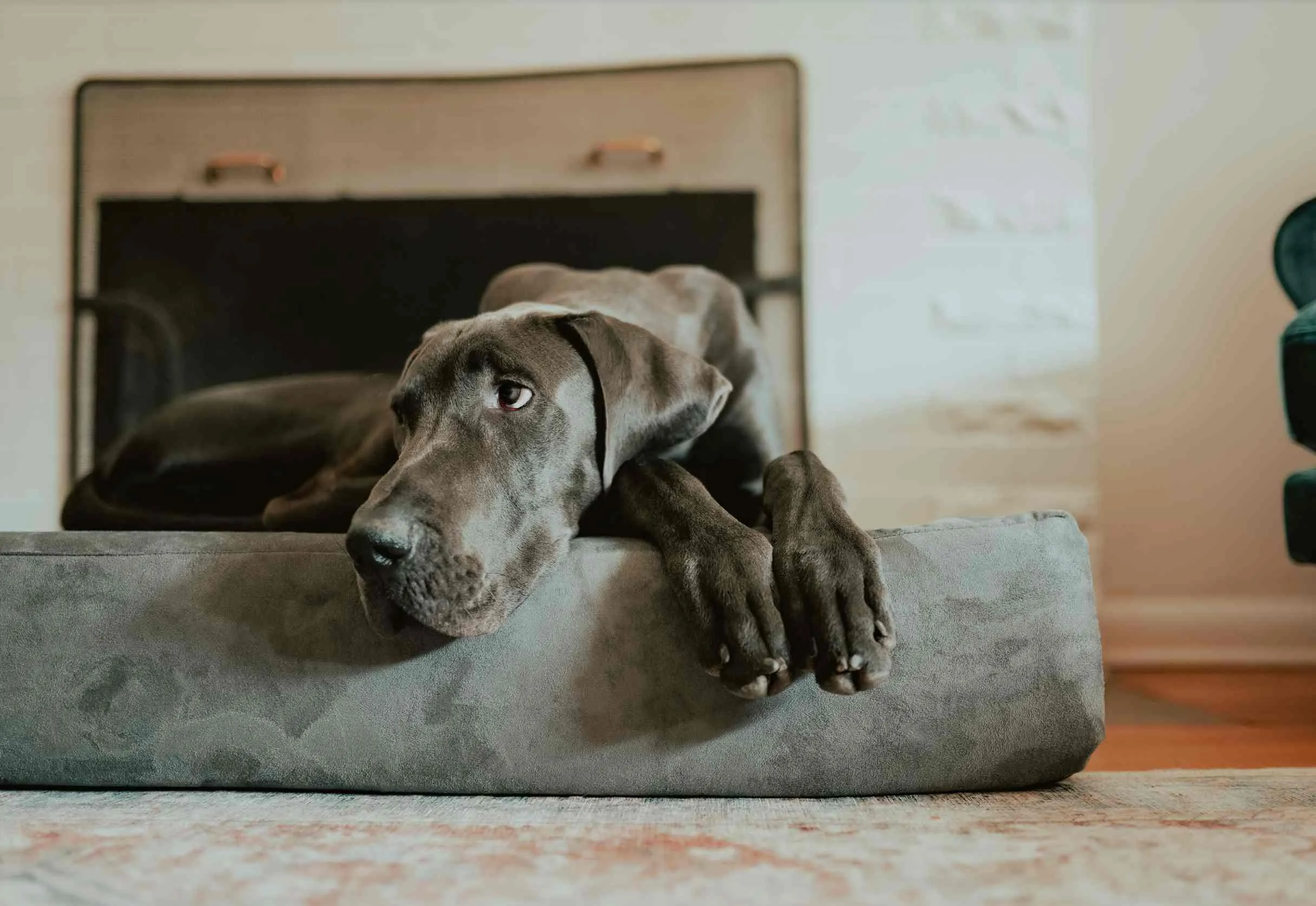 Big Barker Orthopedic Dog Bed