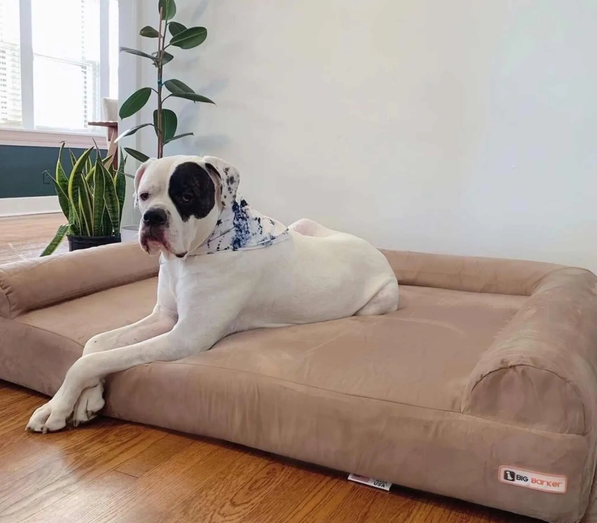 Big Barker Orthopedic Dog Bed