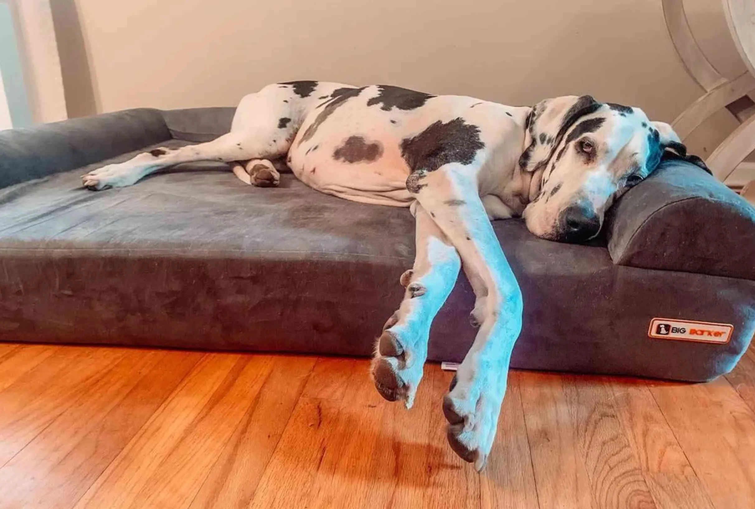 Big Barker Orthopedic Dog Bed