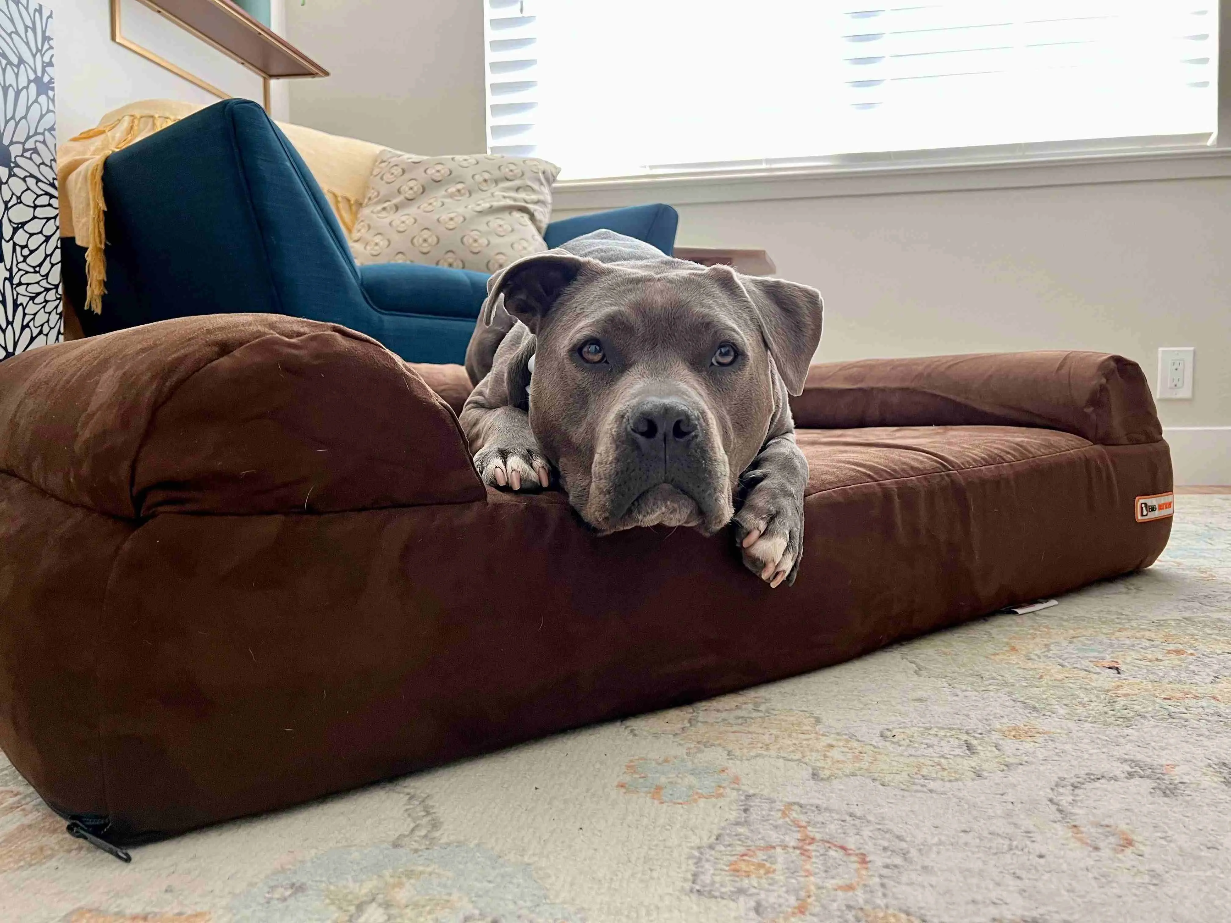 Big Barker Orthopedic Dog Bed