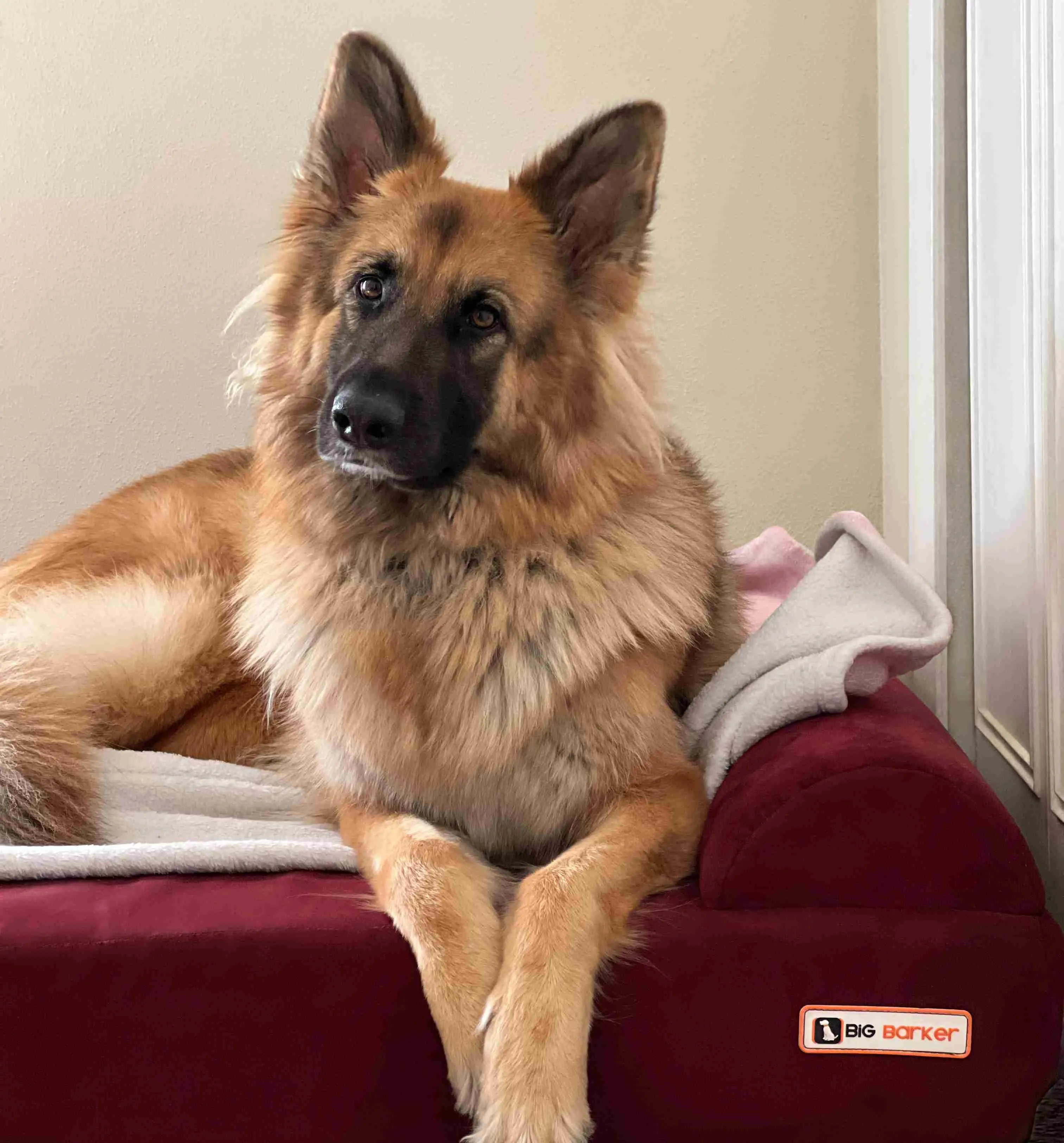 Big Barker Orthopedic Dog Bed