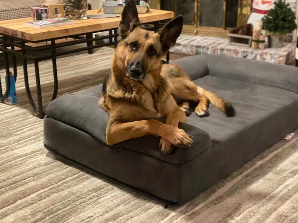 Big Barker Orthopedic Dog Bed