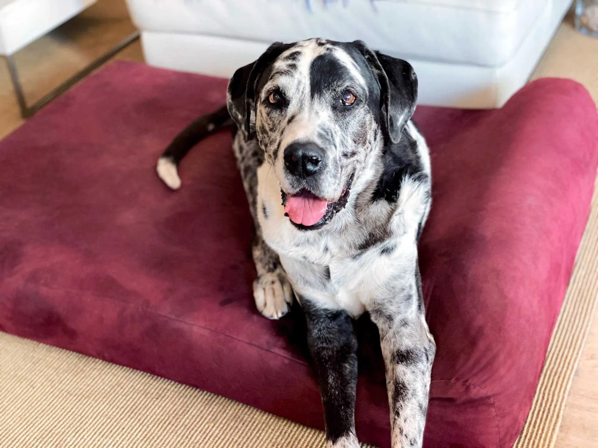 Big Barker Orthopedic Dog Bed