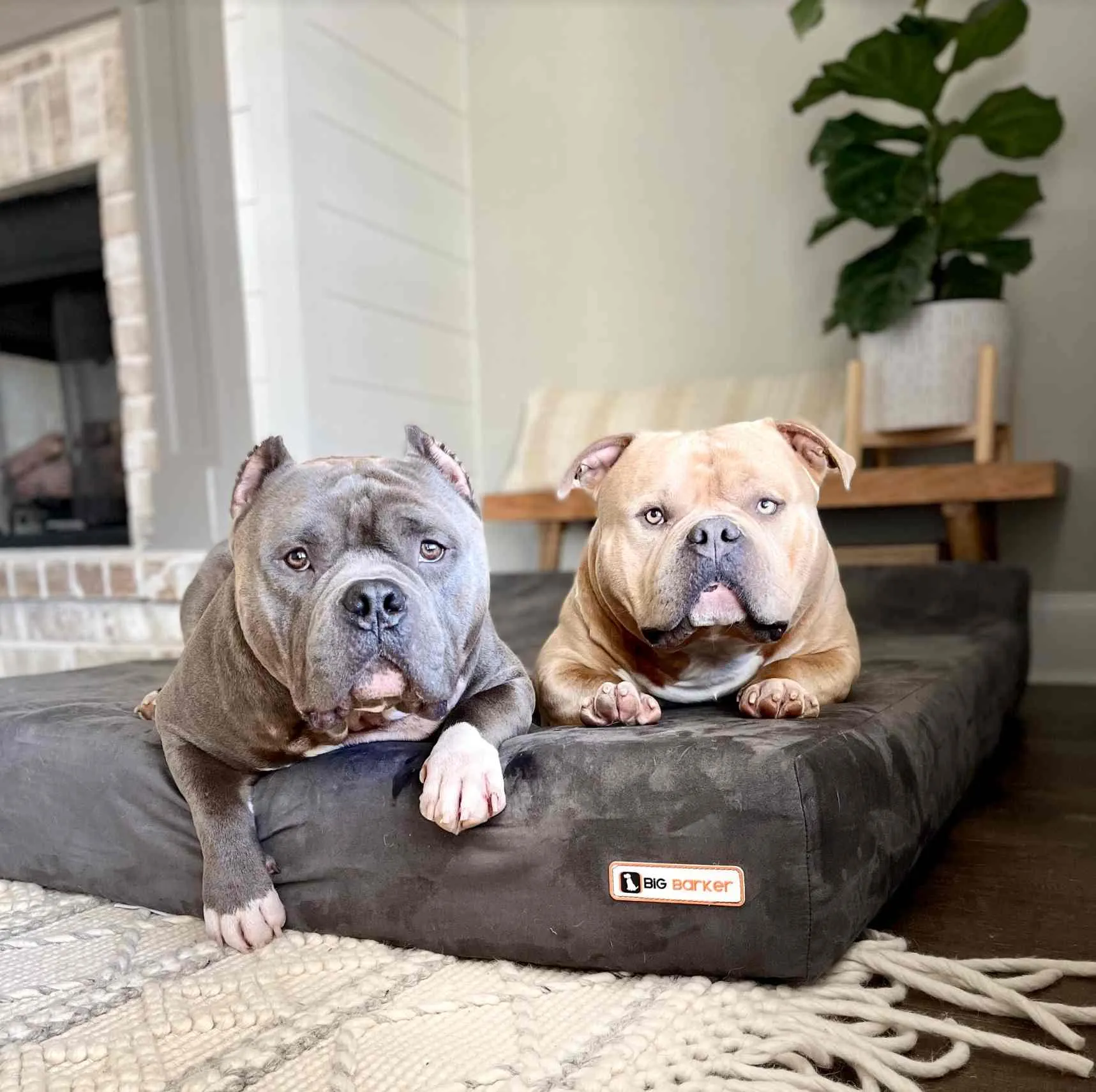 Big Barker Orthopedic Dog Bed