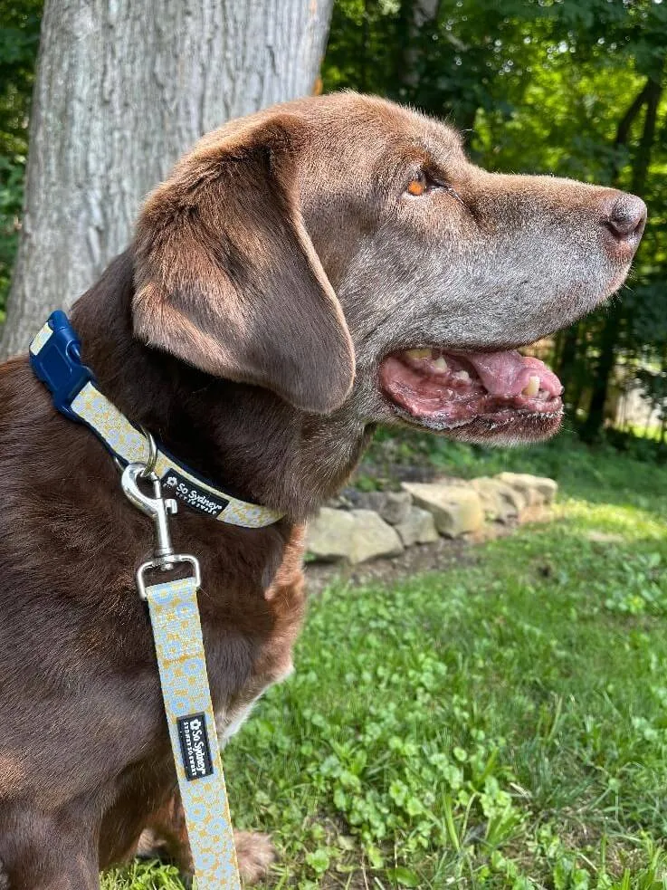 Daisy Floral Yellow & Navy Pretty Fashion Dog Collar