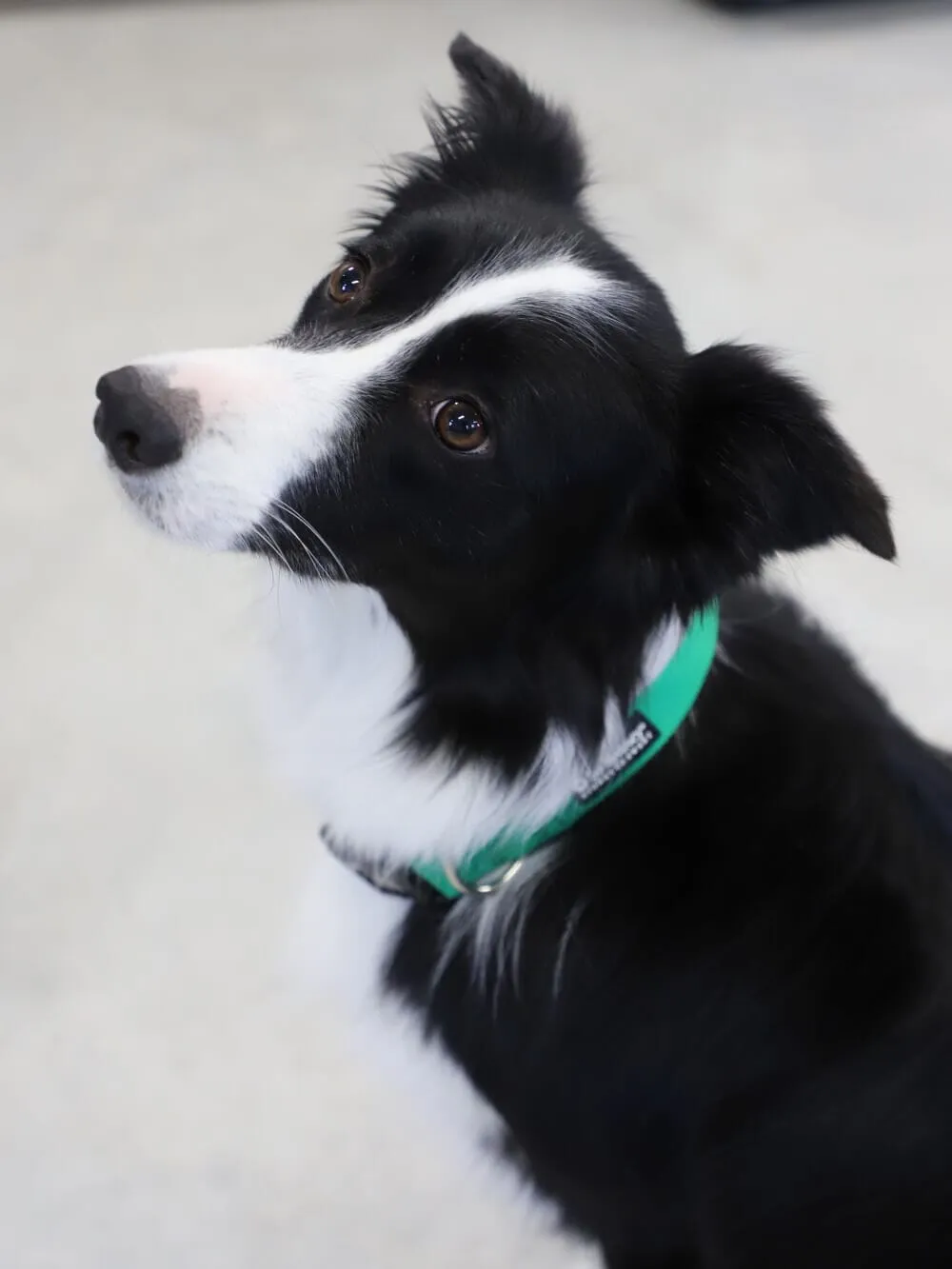 Green Adjustable Nylon Dog Collar for Small, Medium, or Large Dogs