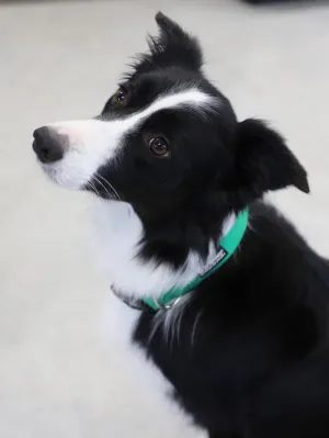 Green Adjustable Nylon Dog Collar for Small, Medium, or Large Dogs