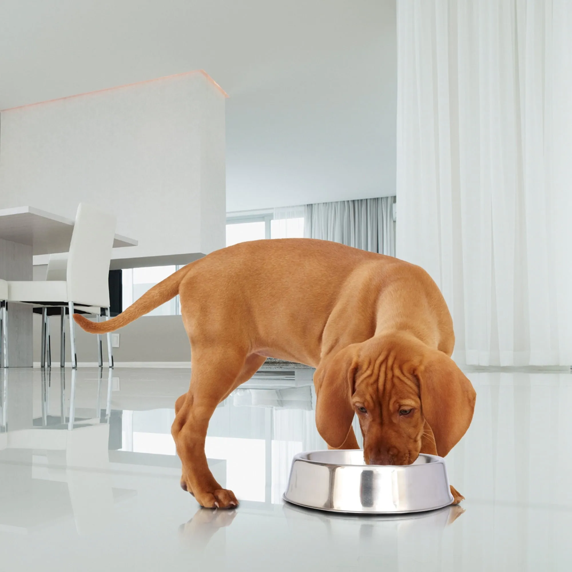 Iconic Pet Anti Ant Stainless Steel Non Skid Pet Bowl For Dog or Cat, 24 Oz, 3 Cup