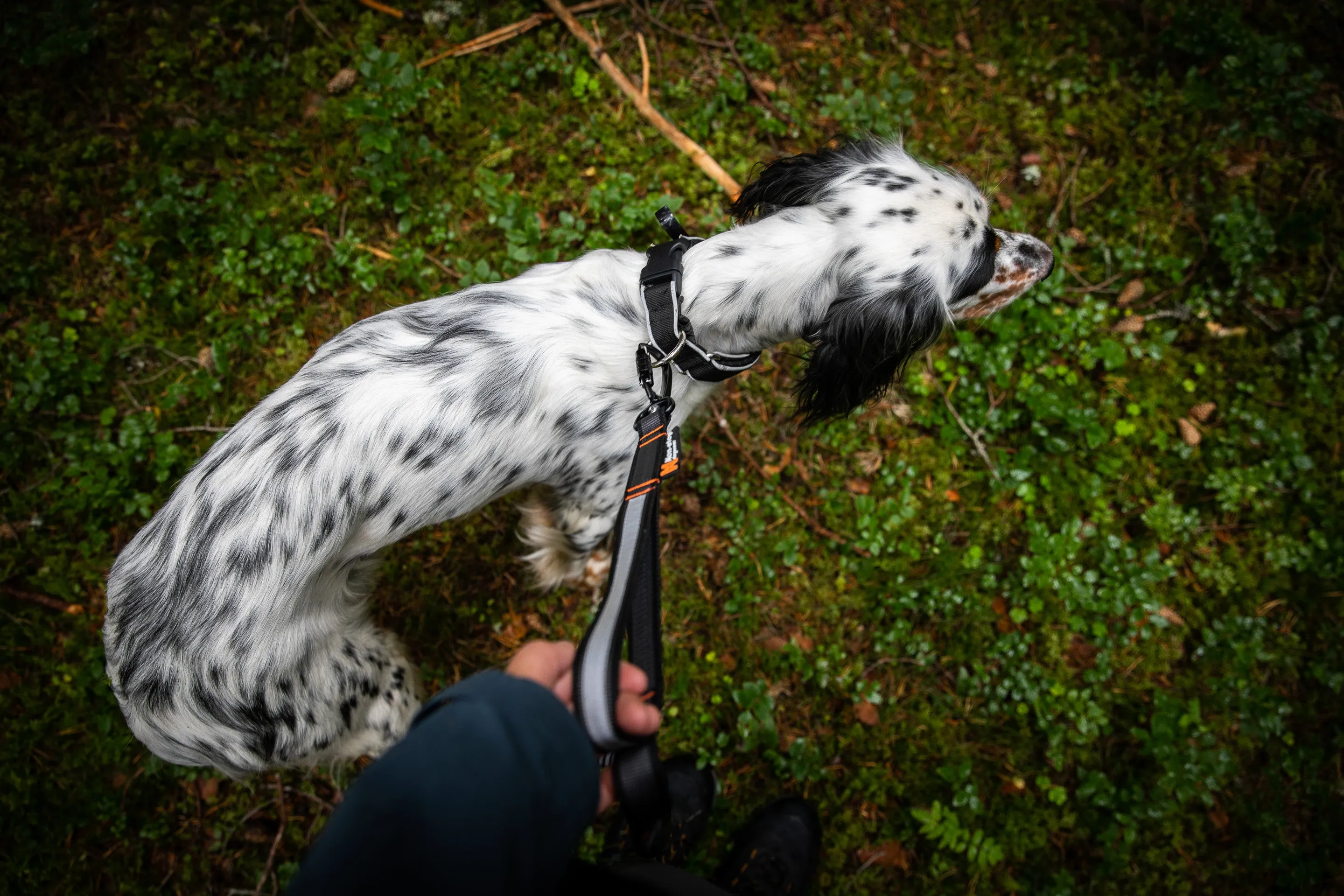 Non-Stop Dog Wear: Touring Bungee Adjustable Dog Leash