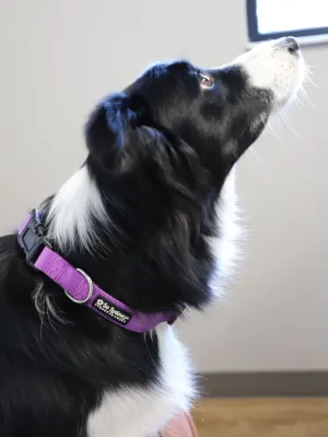Purple Adjustable Basic Nylon Dog Collar for Small, Medium, or Large Dogs