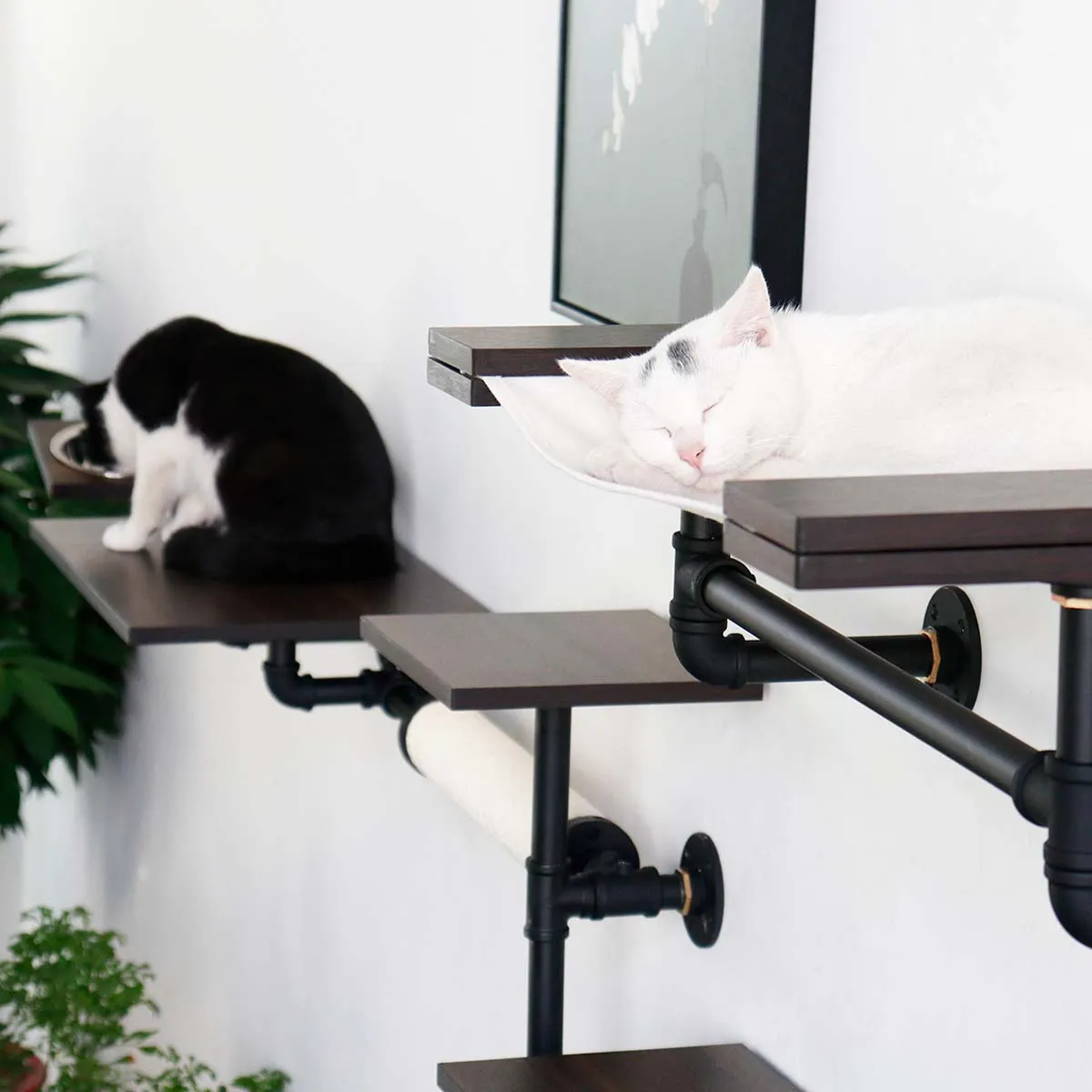 Smoky Rubber Wood Cat Shelves | Premium Wall-Mounted Cat Furniture Set