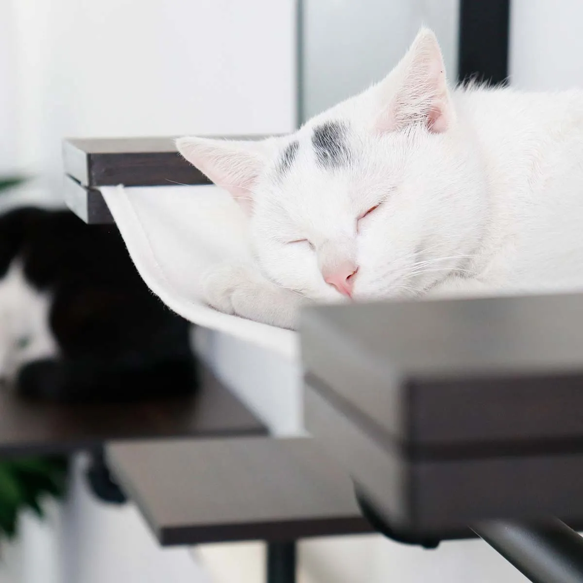 Smoky Rubber Wood Cat Shelves | Premium Wall-Mounted Cat Furniture Set