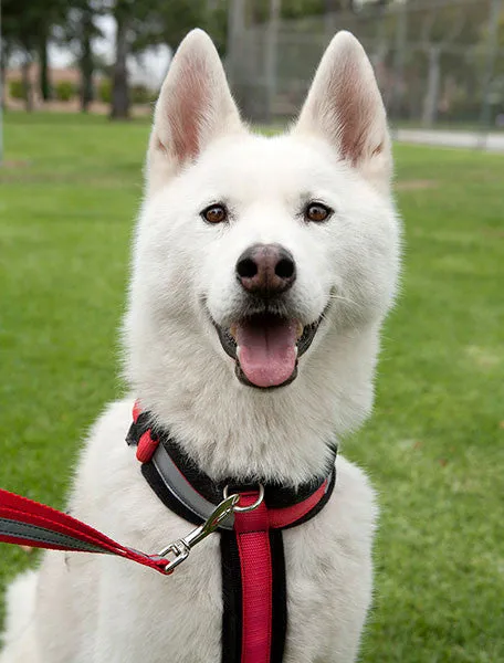 Urban Trail Adjustable Padded Dog Harness - Red