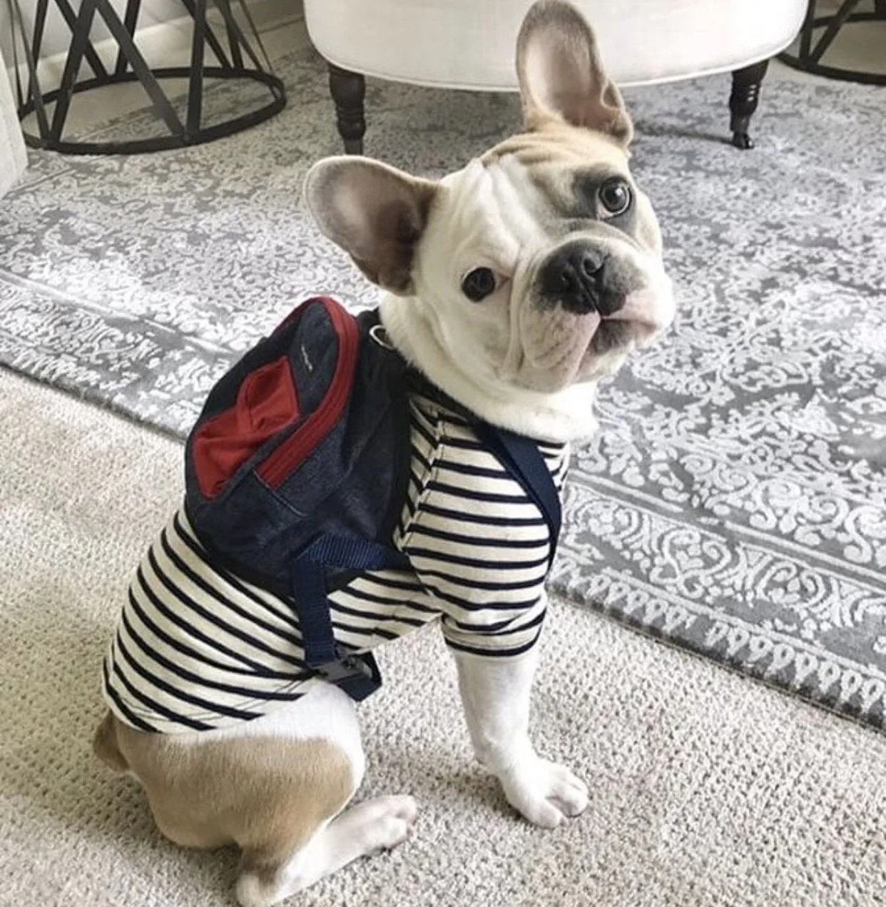 Wagwear Canvas Mini Dog Backpack